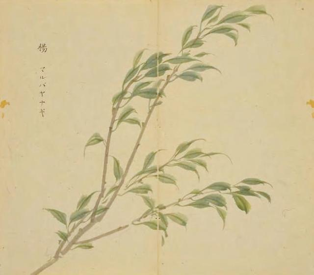图5 诗经名物图解·杨树枝